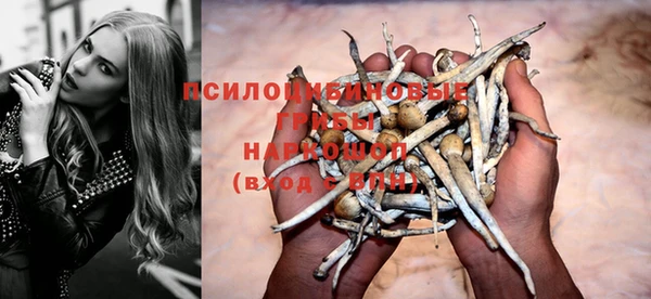 стаф Алзамай